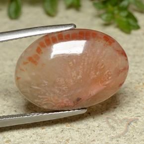 11.62 ct Multicolor Coral Stone, Natural Coral in Oval Cabochon Shape for Sale