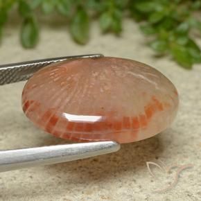 Coral Gemstone in 20.4 x 14.3 mm Size for Sale, Coral Stone in Multicolor Color