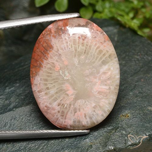 Corail Multicolore oval cabochon 23,9 x 18,9mm d'Indonésie, poids de 15,21 ct, pierre gemme naturelle Non traité de pureté Translucide, 1 pièce de corail, couleur : Multicolore, dureté de Mohs de 3 à 4, Photo A