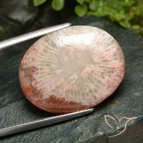15.21 ct Multicolor Coral Stone, Natural Coral in Oval Cabochon Shape for Sale