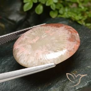 Coral Gemstone in 23.9 x 18.9 mm Size for Sale, Coral Stone in Multicolor Color