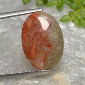 Multicolor Coral Gem - 4.8ct Oval Cabochon (ID: 494690)