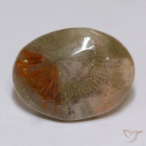 Coral Gemstone in 23.9 x 18 mm Size for Sale, Coral Stone in Multicolor Color