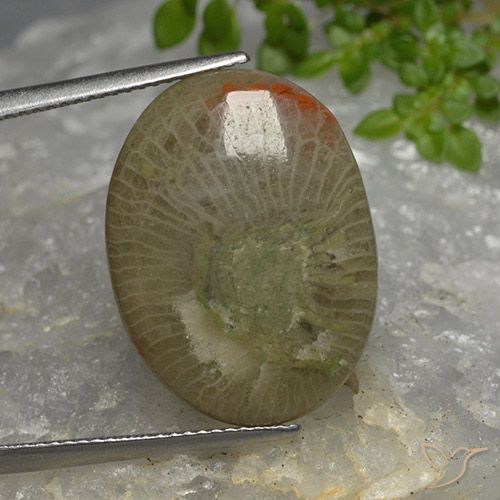 10.46 ct Multicolor Coral Gemstone, Coral Gem in Oval Cabochon Shape for Sale.