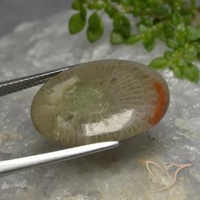 Coral Gemstone in 21.8 x 16.4 mm Size for Sale, Coral Stone in Multicolor Color