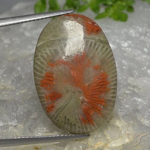 14.26ct Natural Multicolor Coral, Oval, Translucent