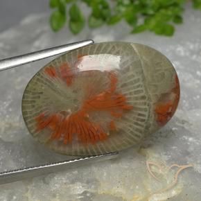14.26 ct Multicolor Coral Stone, Natural Coral in Oval Cabochon Shape for Sale