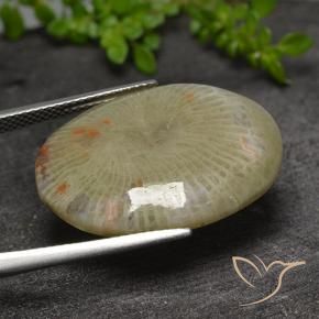 Coral Gemstone in 25.3 x 19 mm Size for Sale, Coral Stone in Multicolor Color