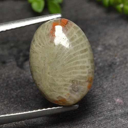 Многоцветный Коралл Камень - 6.8ct Овал Кабошон (ID: 494697)