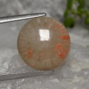 Многоцветный Коралл Камень - 4.7ct Круглый Кабошон (ID: 494739)