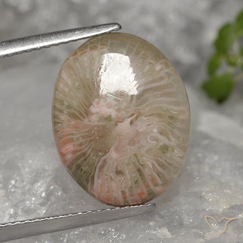 Многоцветный Коралл Камень - 5ct Овал Кабошон (ID: 494743)