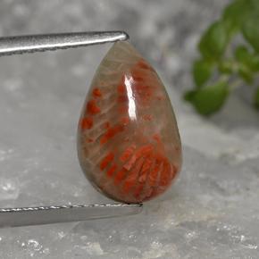 2.84 ct Multicolor Coral Gemstone, Coral Gem in Pear Cabochon Shape for Sale.