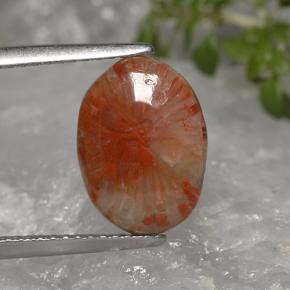 2.7ct Oval Cabochon Multicolor Coral for sale thumb image of 2.7ct Oval Cabochon Multicolor Coral (ID: 494747)