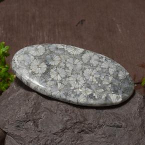 43.97 ct Multicolor Coral Stone, Natural Coral in Oval Cabochon Shape for Sale
