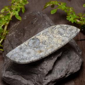 Coral Gemstone in 42.8 x 16.3 mm Size for Sale, Coral Stone in Multicolor Color