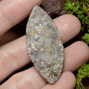 Coral Gemstone in 43 x 19.4 mm Size for Sale, Coral Stone in Multicolor Color