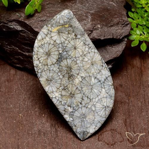 Coral Gemstone in 42.3 x 20.7 mm Size for Sale, Coral Stone in Multicolor Color