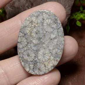 Coral Gemstone in 34.5 x 24.5 mm Size for Sale, Coral Stone in Multicolor Color