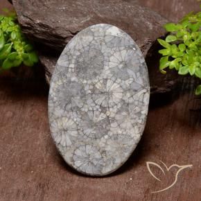 Coral Gemstone in 33.9 x 22.3 mm Size for Sale, Coral Stone in Multicolor Color