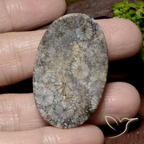 Coral Gemstone in 38.4 x 24.3 mm Size for Sale, Coral Stone in Multicolor Color