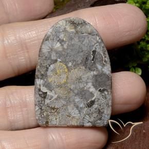 Coral Gemstone in 35.5 x 25.2 mm Size for Sale, Coral Stone in Multicolor Color