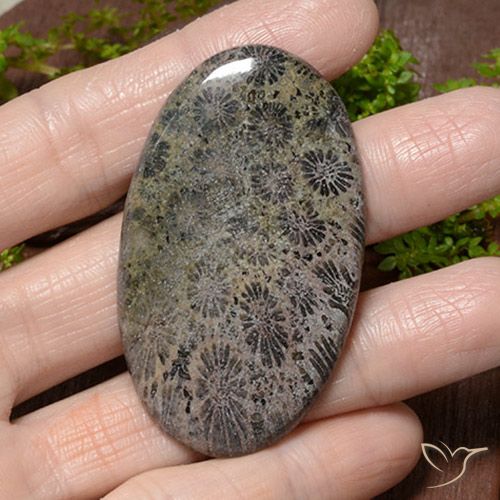 66.42ct Natural Multicolor Coral, Oval, Opaque