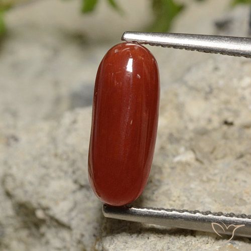 Corail Rouge oval cabochon 1,89 ct d'Australie, dimension 11,6 x 4,8mm, pierre gemme naturelle Non traité, pureté Opaque , 1 pièce Corail de couleur Rouge à lèvres, dureté Mohs de 3 à 4, Photo A