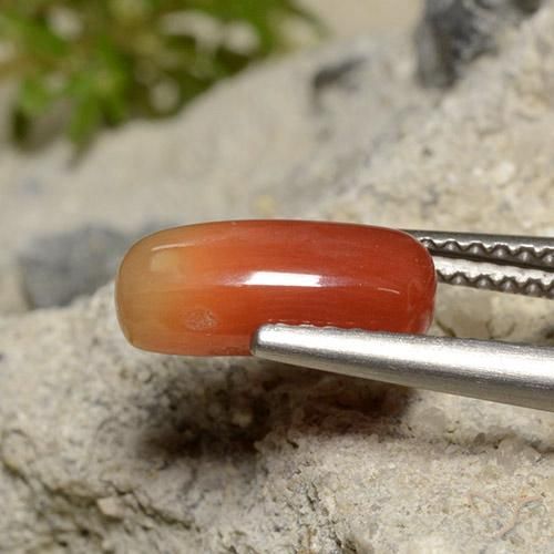 2.12 ct Orange Coral Stone, Natural Coral in Oval Cabochon Shape for Sale