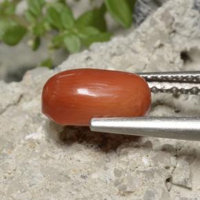 1.70 ct Orange Coral Stone, Natural Coral in Oval Cabochon Shape for Sale