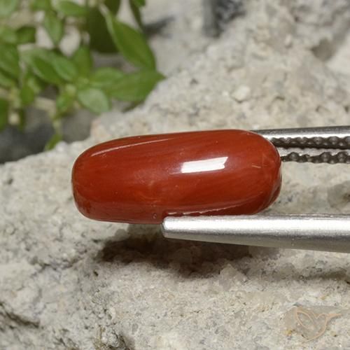 1.95 ct Red Coral Stone, Natural Coral in Oval Cabochon Shape for Sale
