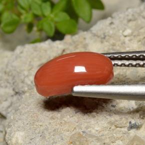 1.40 ct Orange Coral Stone, Natural Coral in Oval Cabochon Shape for Sale