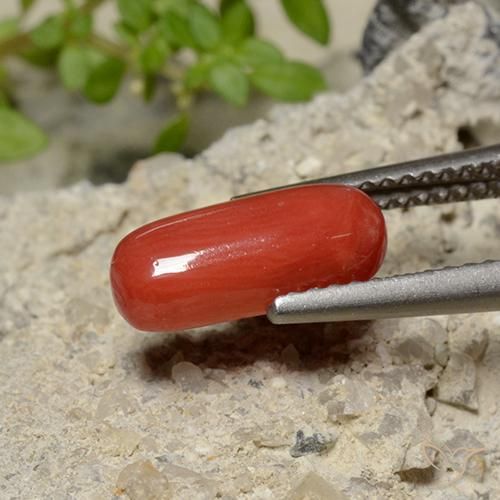 1.79 ct Red Coral Stone, Natural Coral in Oval Cabochon Shape for Sale