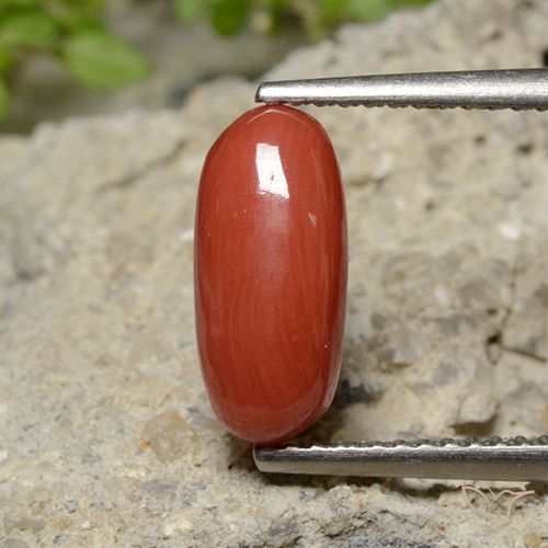 2.04 ct Red Coral, 11.9 x 5.4 mm Oval Cut From Australia, Photo A