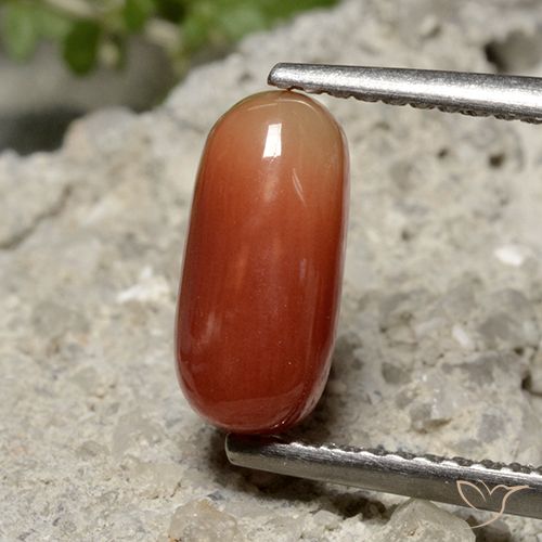 1.69 ct Red Coral, 10.3 x 4.8 mm Oval Cut From Australia, Photo A