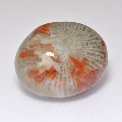 13.38 ct Multicolor Coral Stone, Natural Coral in Oval Cabochon Shape for Sale