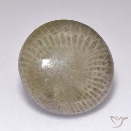 9.39 ct Multicolor Coral Stone, Natural Coral in Round Cabochon Shape for Sale