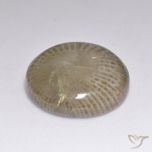 Coral Gemstone in 15 mm (calibrated) Size for Sale, Coral Stone in Multicolor Color