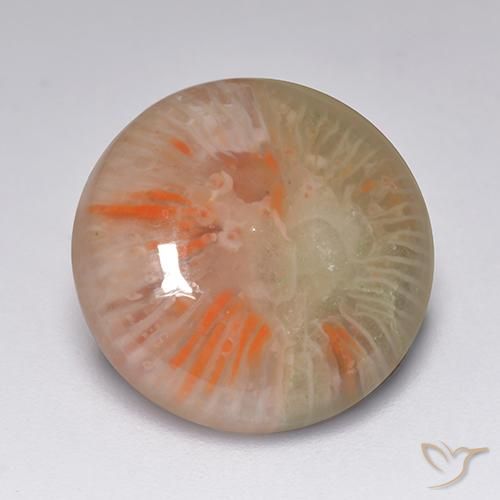 7.51 ct Multicolor Coral Stone, Natural Coral in Round Cabochon Shape for Sale