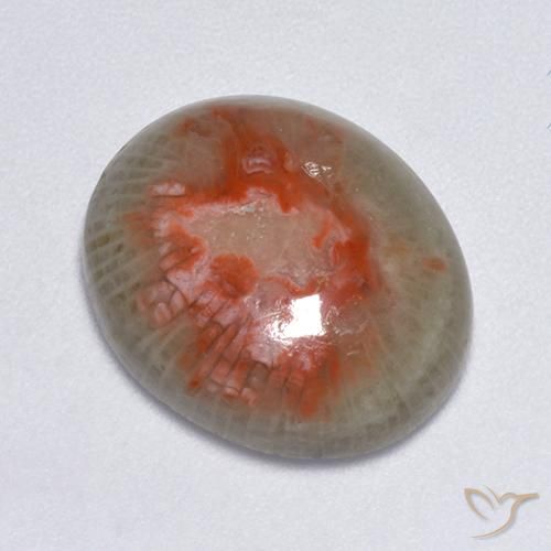 7.75 ct Multicolor Coral Stone, Natural Coral in Oval Cabochon Shape for Sale