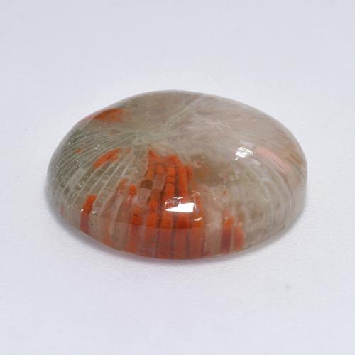 Coral Gemstone in 16 mm (calibrated) Size for Sale, Coral Stone in Multicolor Color