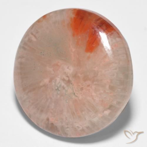 11.09 ct Multicolor Coral Stone, Natural Coral in Round Cabochon Shape for Sale