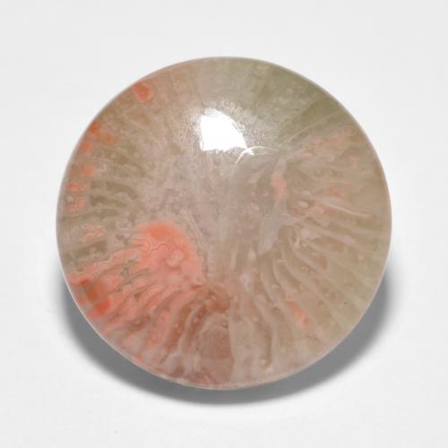 Multicolor Coral Gem - 8ct Round Cabochon (ID: 552035)