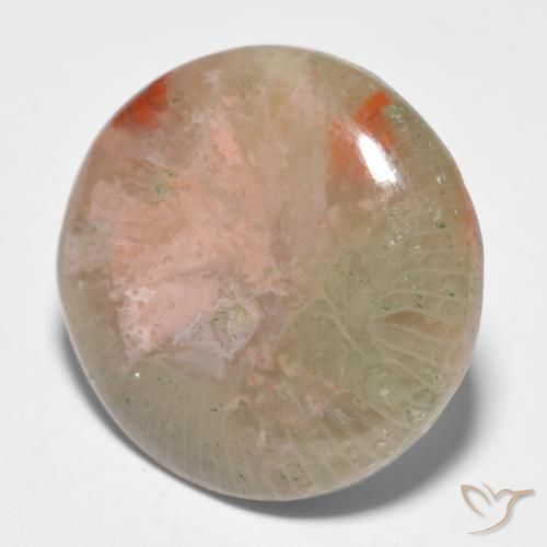 11.91 ct Multicolor Coral Stone, Natural Coral in Round Cabochon Shape for Sale