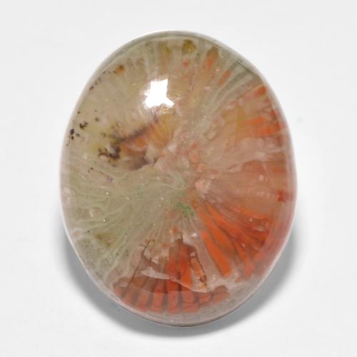 Многоцветный Коралл Камень - 11.4ct Овал Кабошон (ID: 552040)
