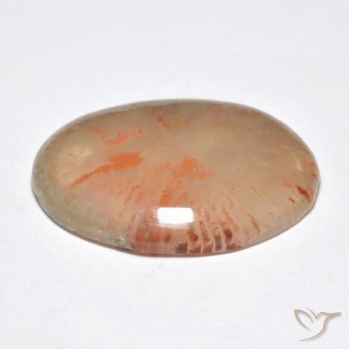 Coral Gemstone in 20.8 x 16.2 mm Size for Sale, Coral Stone in Multicolor Color