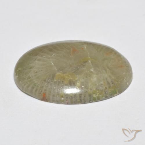 Coral Gemstone in 19 x 13.5 mm Size for Sale, Coral Stone in Multicolor Color