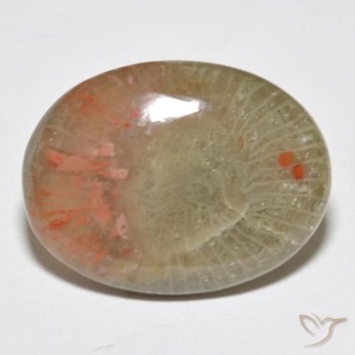 10.63 ct Multicolor Coral Stone, Natural Coral in Oval Cabochon Shape for Sale
