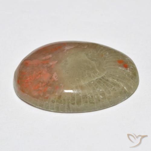 Coral Gemstone in 20 x 15 mm (calibrated) Size for Sale, Coral Stone in Multicolor Color