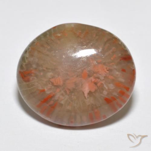9.15 ct Multicolor Coral Stone, Natural Coral in Oval Cabochon Shape for Sale