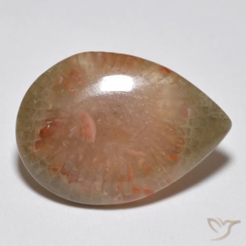6.81 ct Multicolor Coral Stone, Natural Coral in Pear Cabochon Shape for Sale